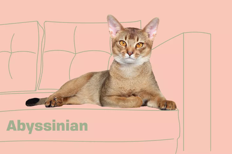 Abyssinian photo
