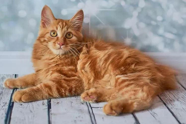 American Bobtail photo