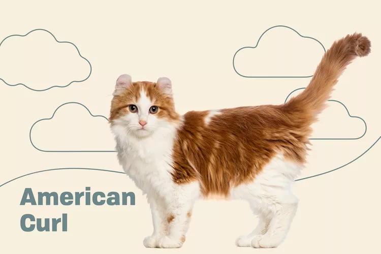 American Curl photo
