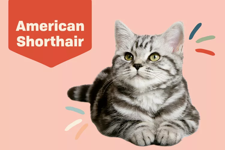 American Shorthair photo