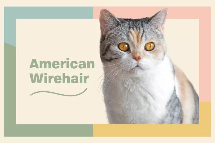 American Wirehair photo