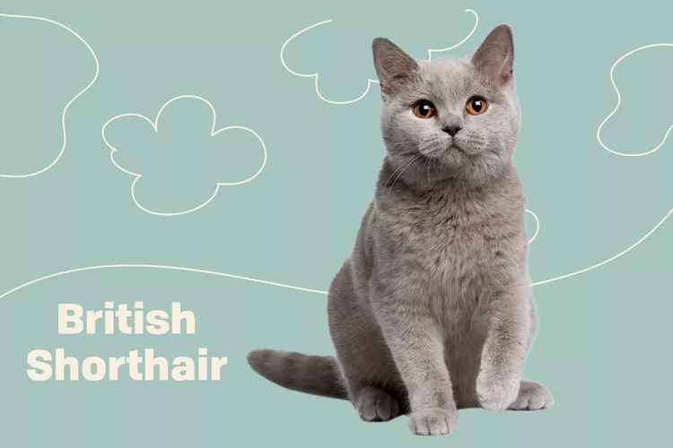British Shorthair photo