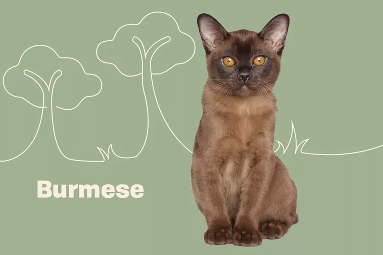 Burmese photo