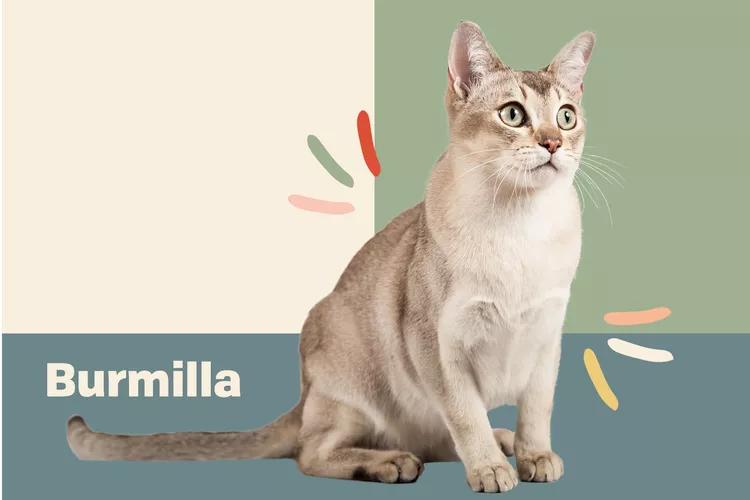 Burmilla photo