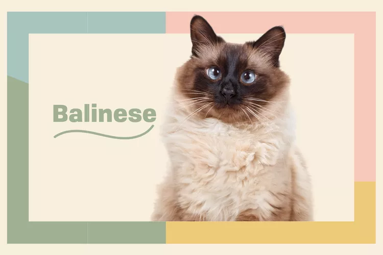 Balinese photo