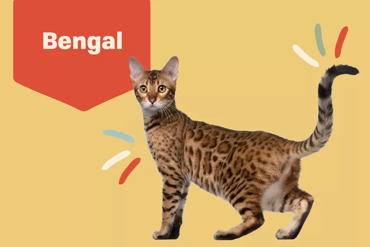 Bengal photo