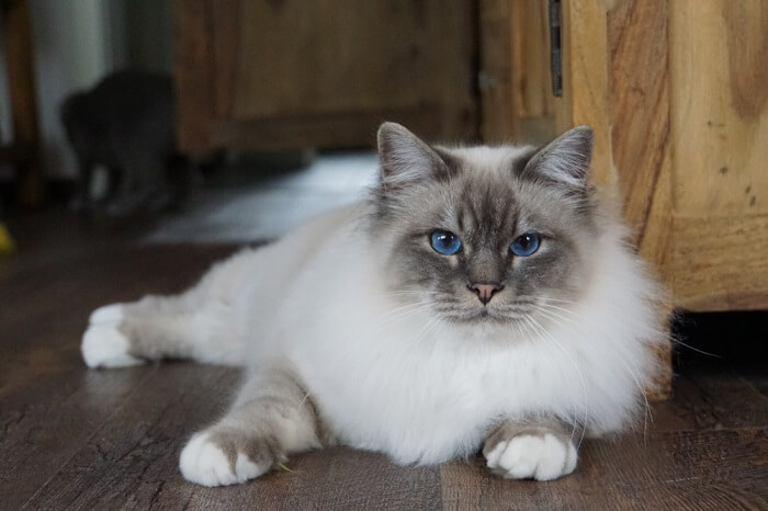 Birman photo