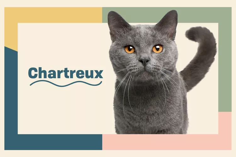 Chartreux photo