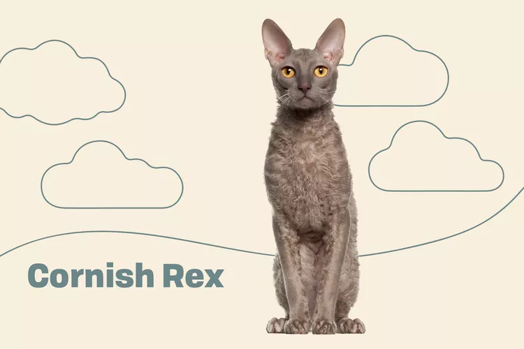 Cornish Rex photo
