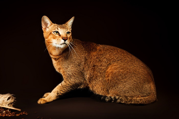 Chausie photo