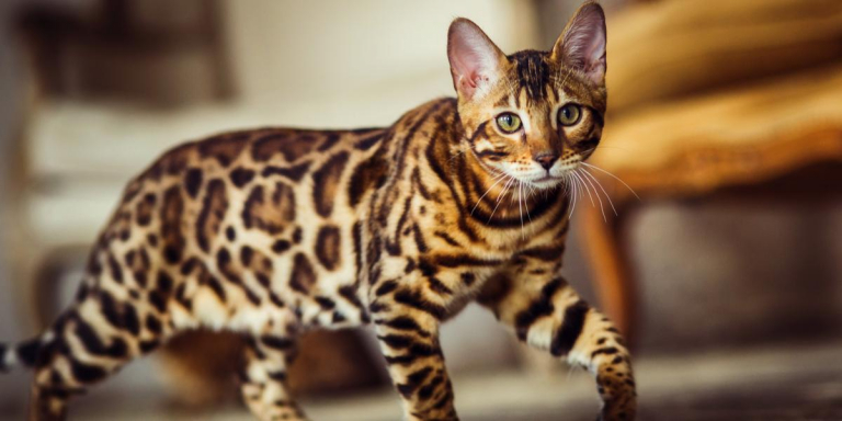Cheetoh photo