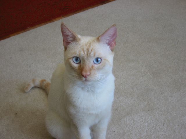 Colorpoint Shorthair photo