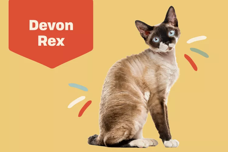 Devon Rex photo
