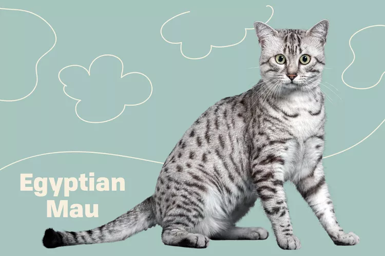 Egyptian Mau photo
