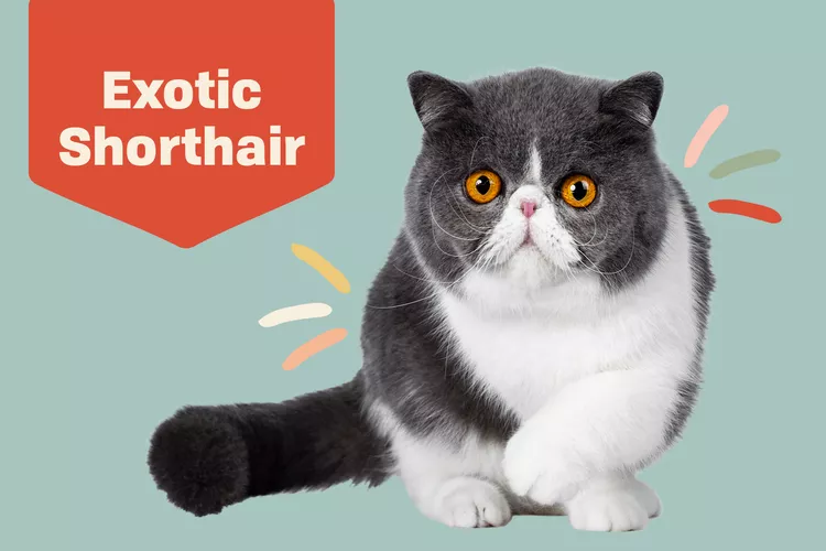 Exotic Shorthair photo