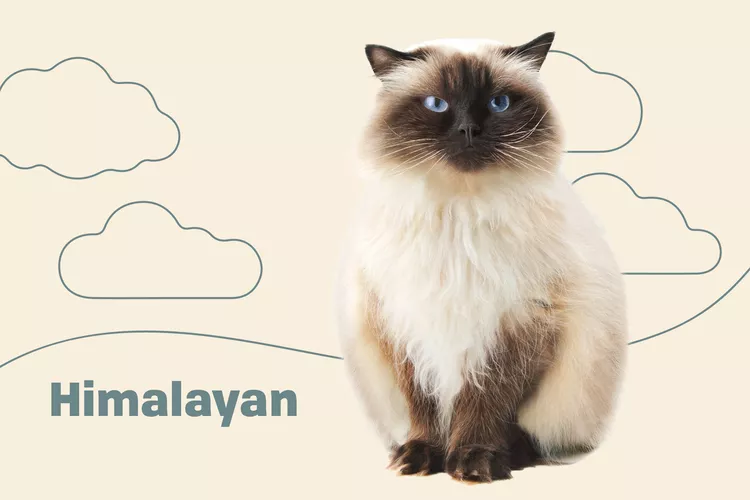 Himalayan photo