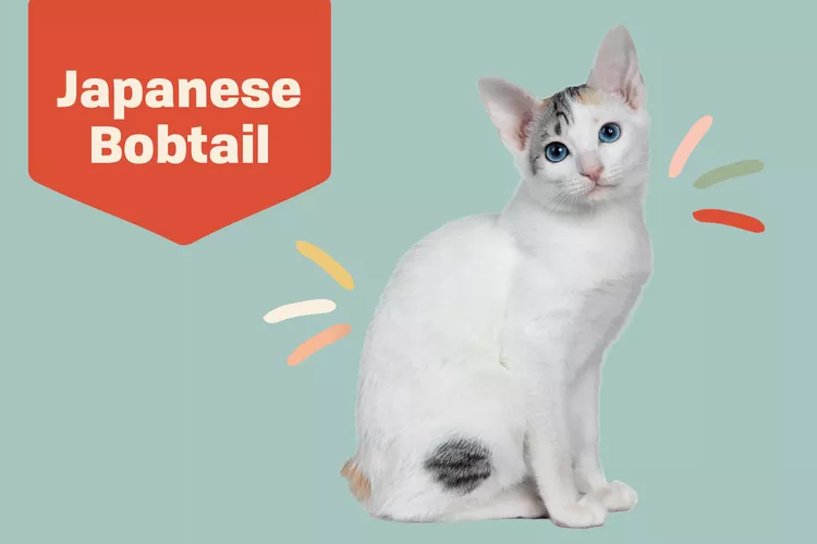 Japanese Bobtail photo