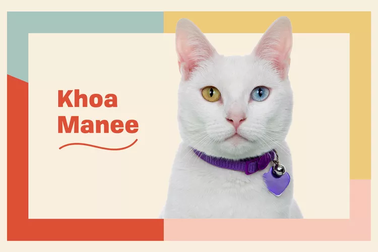 Khao Manee photo