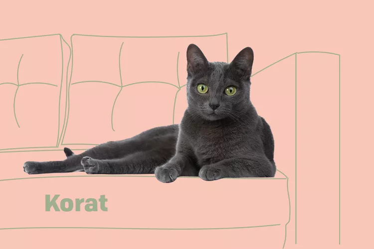 Korat photo