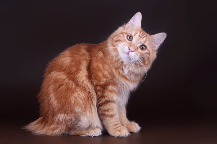Kurilian photo