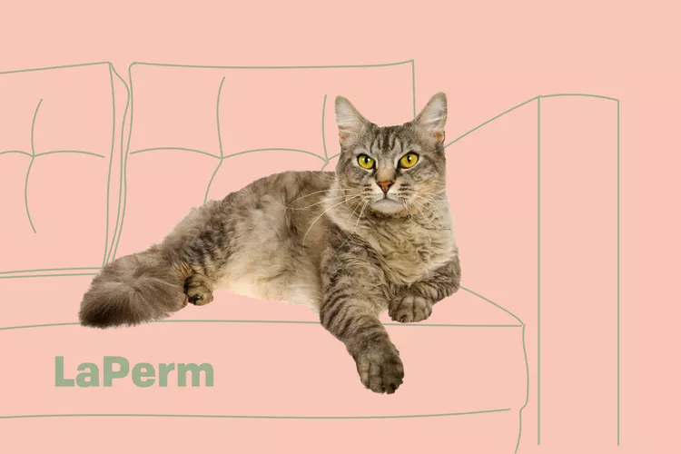 LaPerm photo