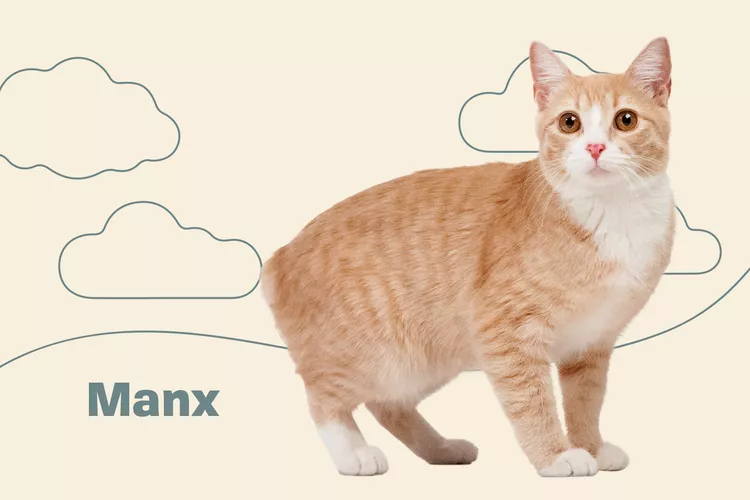 Manx photo
