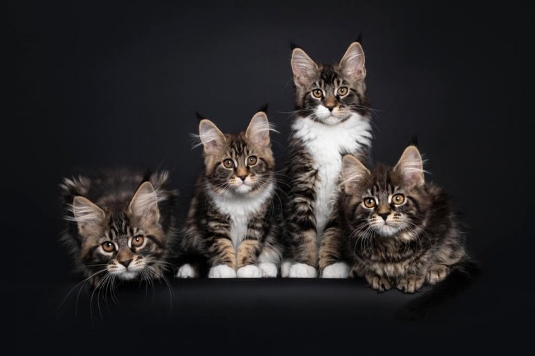 Maine Coon photo