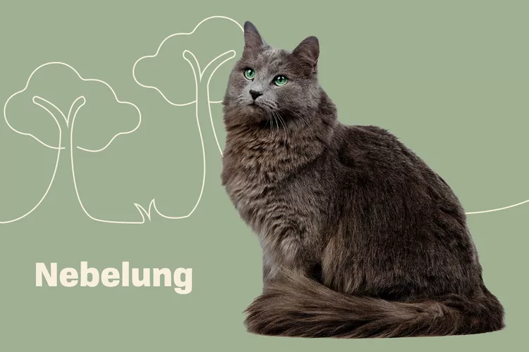 Nebelung photo