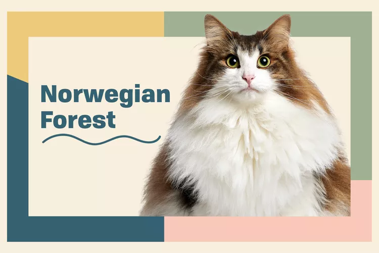 Norwegian Forest Cat photo