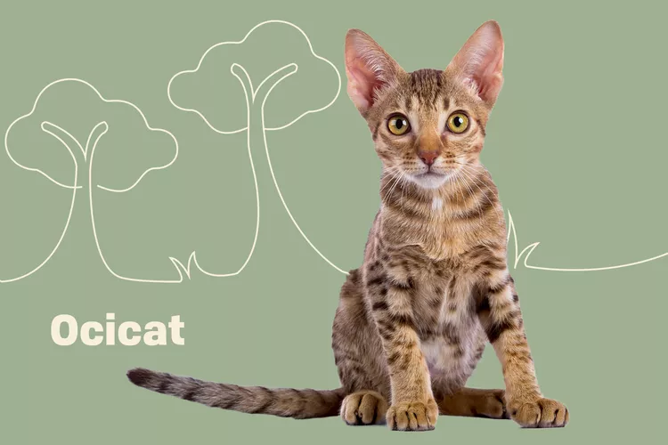 Ocicat photo