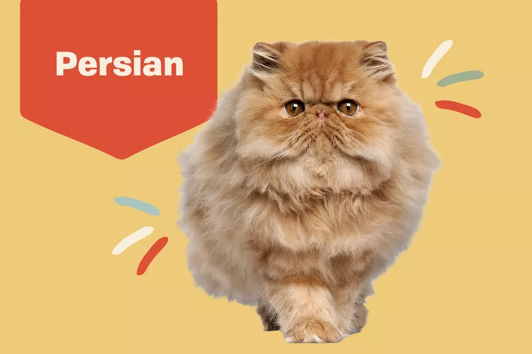 Persian photo