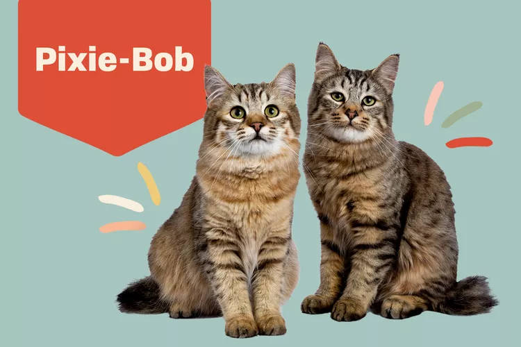 Pixie-bob photo