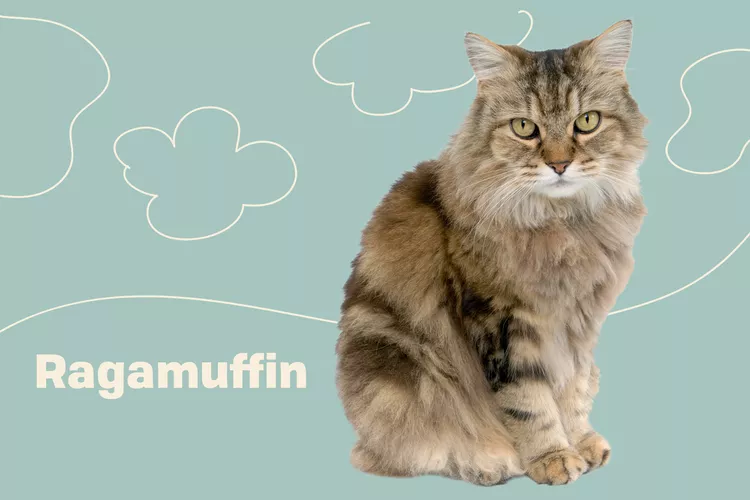 Ragamuffin photo