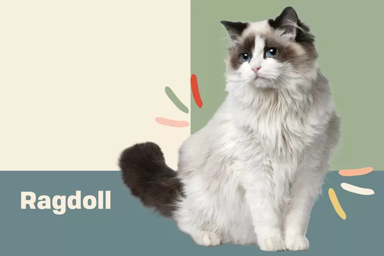 Ragdoll photo
