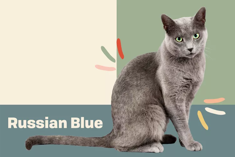 Russian Blue photo