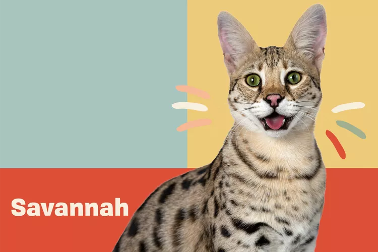 Savannah photo