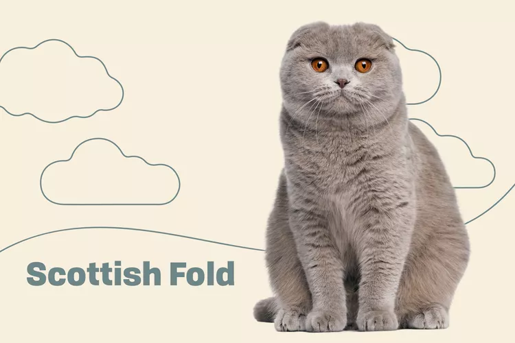 Scottish Fold photo