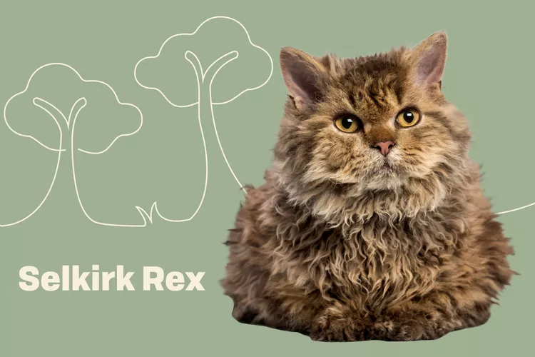 Selkirk Rex photo