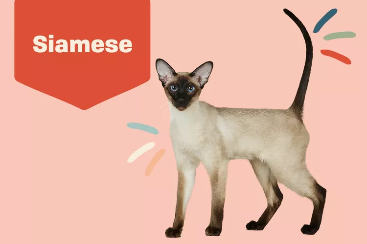 Siamese photo