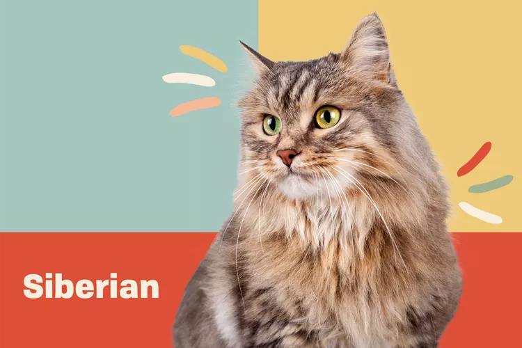 Siberian photo
