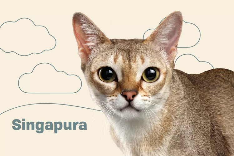 Singapura photo