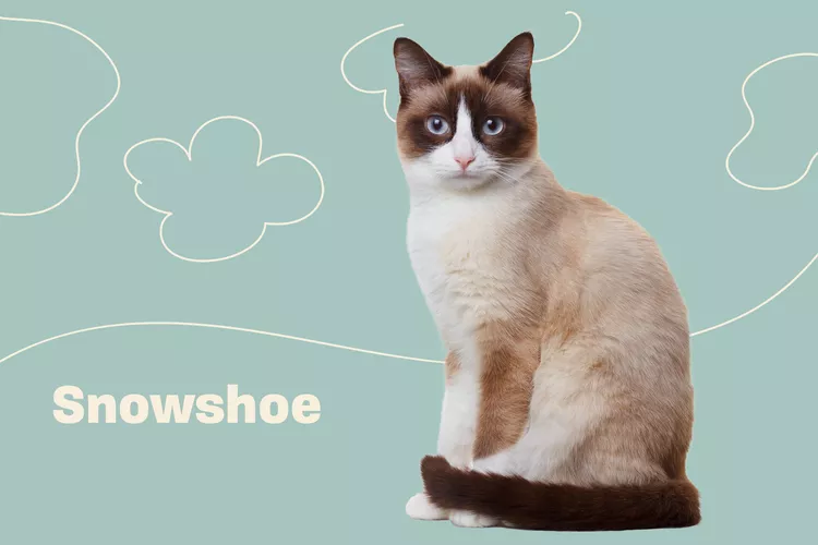 Snowshoe photo