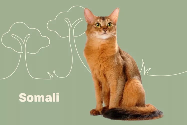 Somali photo