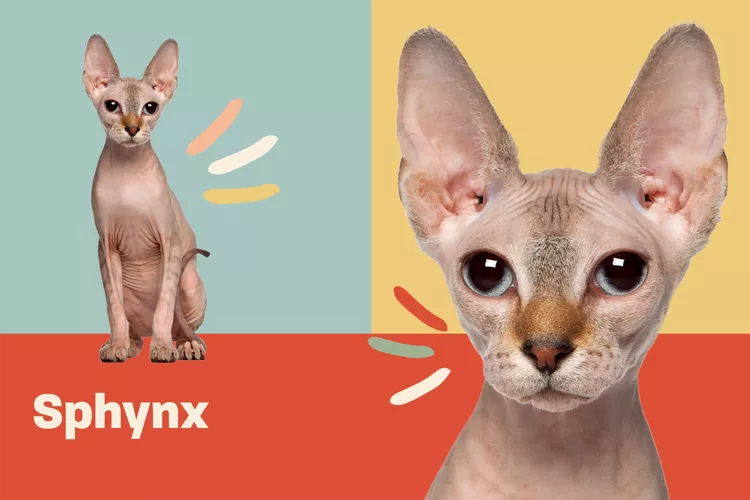 Sphynx photo