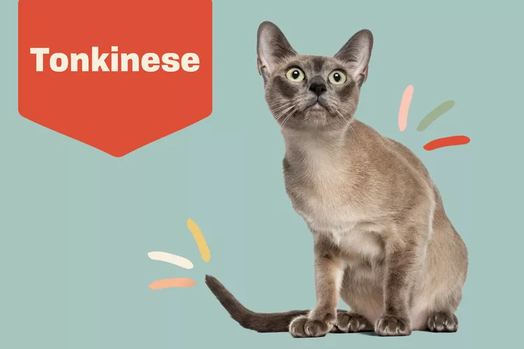 Tonkinese photo