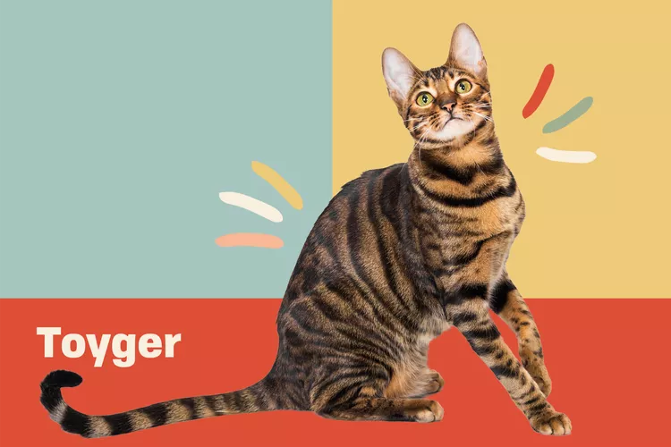 Toyger photo