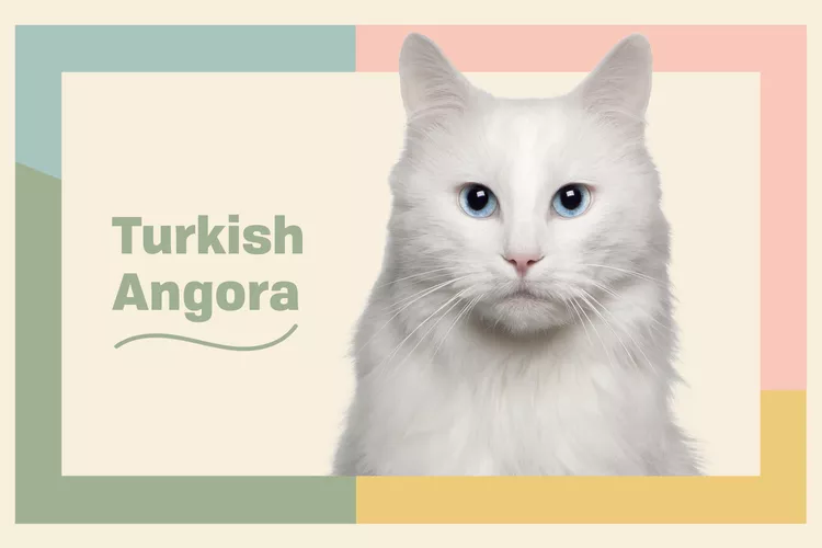Turkish Angora photo