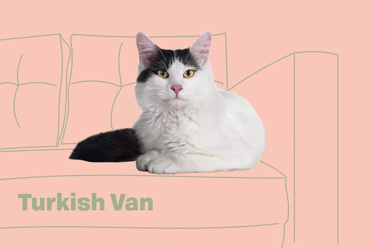 Turkish Van photo