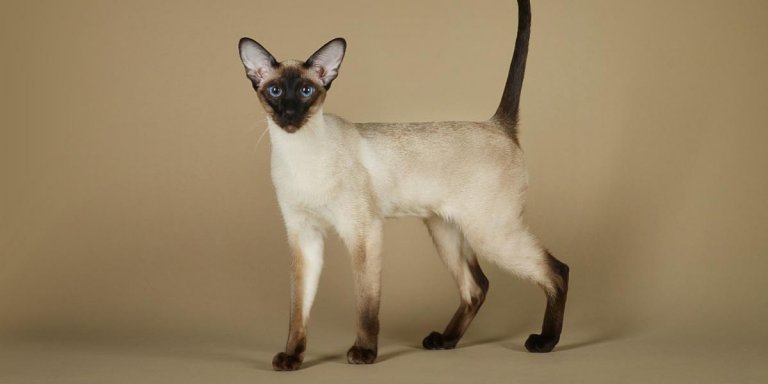 Siamese
